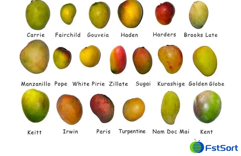 images/1751359061056mango sorting machine.jpg